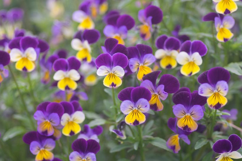hình ảnh hoa Violet làm hình nền