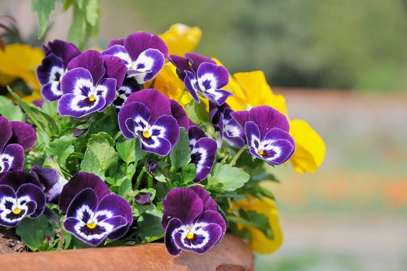 hình ảnh hoa Violet màu tím đẹp