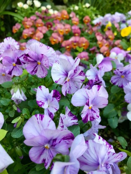 hình ảnh hoa Violet màu tím nhạt