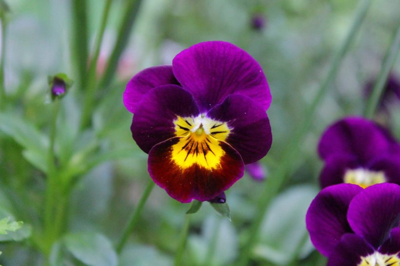 hình ảnh hoa Violet nở