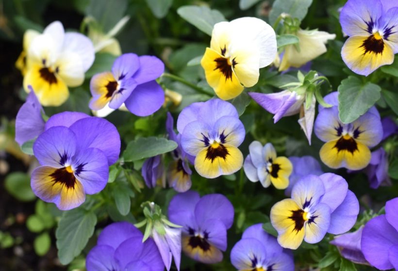 hình ảnh hoa Violet ra sao