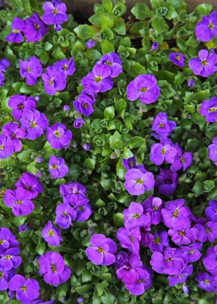 hình ảnh hoa Violet tím