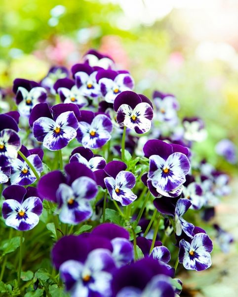 hình ảnh hoa Violet tím cho di động