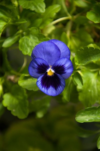 hình ảnh hoa Violet tím đẹp