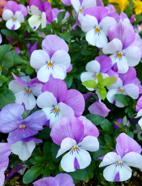 hình ảnh hoa Violet tím xinh xắn