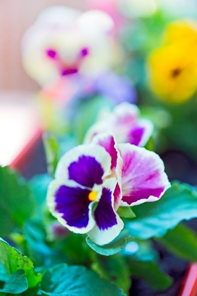 hình ảnh hoa Violet tươi đẹp