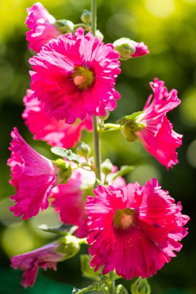 hình ảnh hoa mãn đình hồng khoe sắc thắm