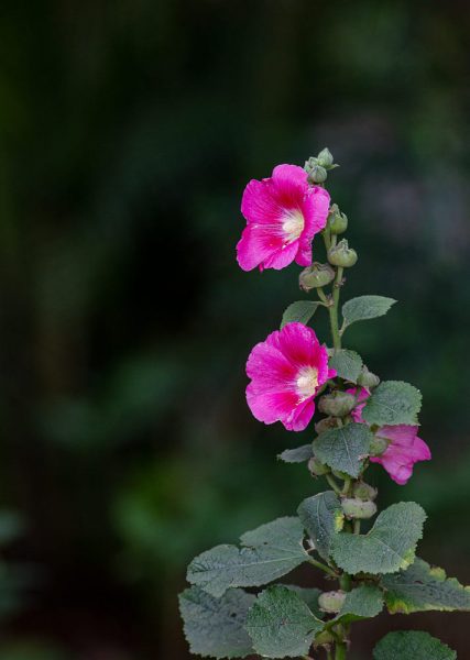 hình ảnh hoa mãn đình hồng mãn nhãn