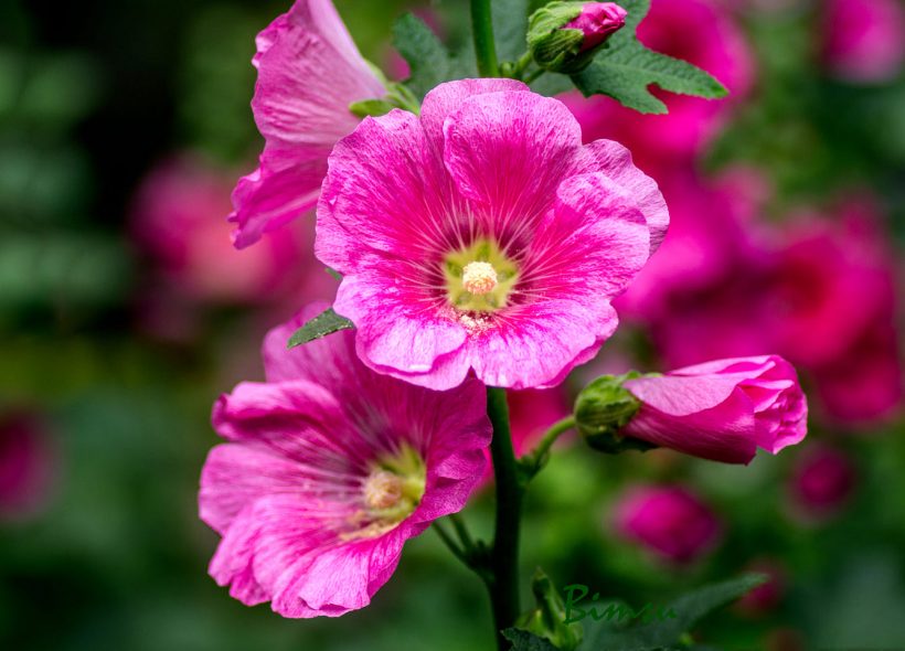 hình ảnh hoa mãn đình hồng rực rỡ