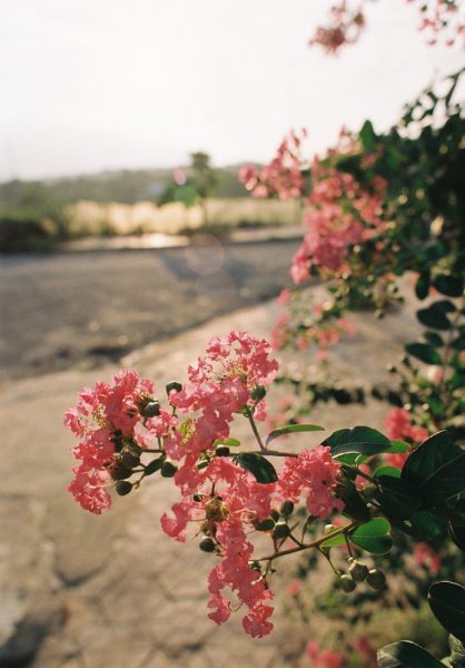 hình ảnh hoa tường vi hồng