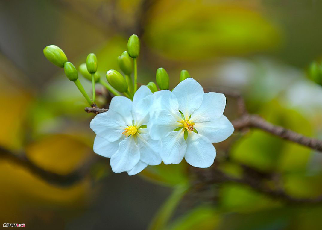 Hình hình họa, ý nghĩa sâu sắc hoa Mai White đẹp tuyệt vời nhất của mùa xuân