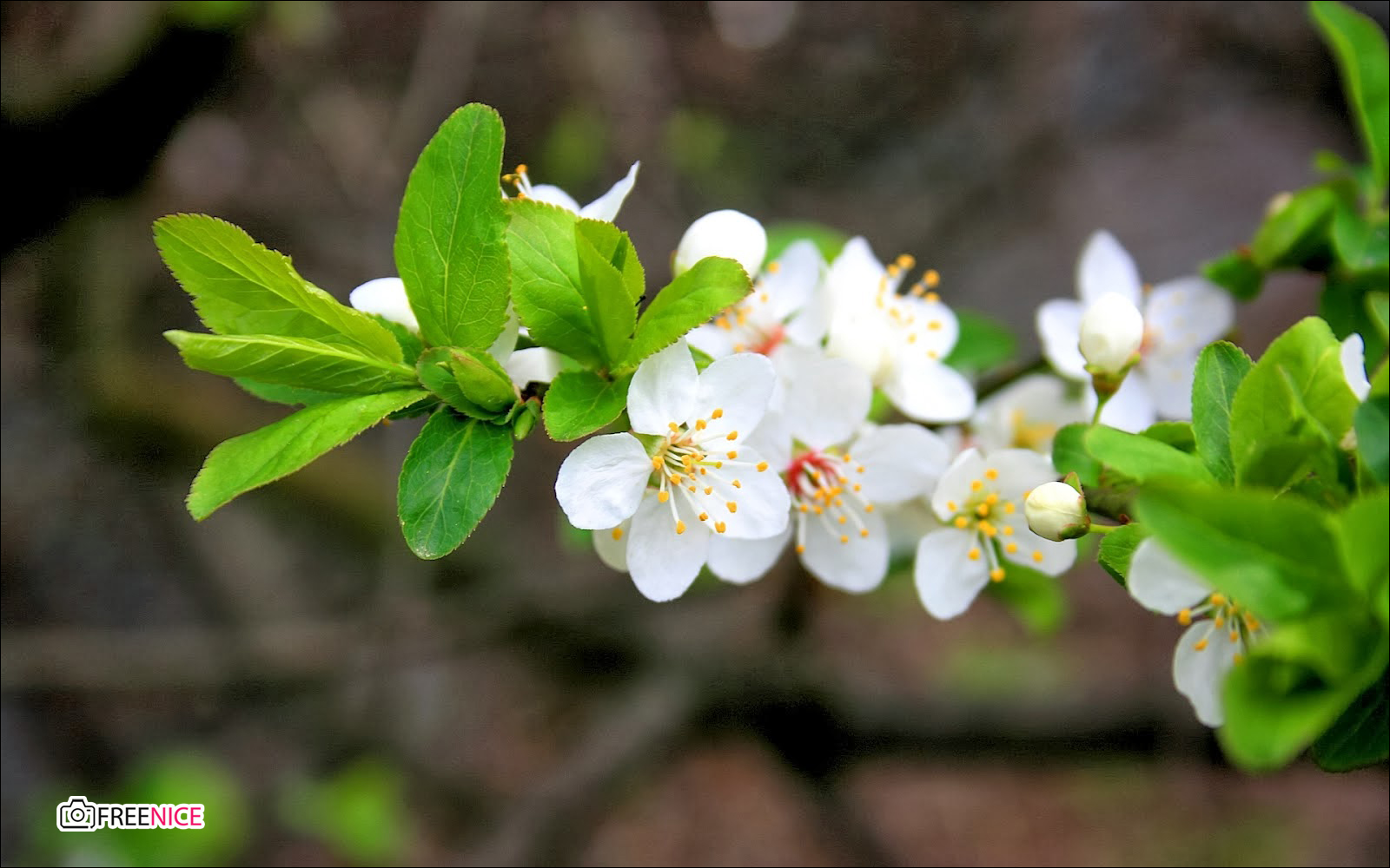Hình hình họa, ý nghĩa sâu sắc hoa Mai White đẹp tuyệt vời nhất của mùa xuân