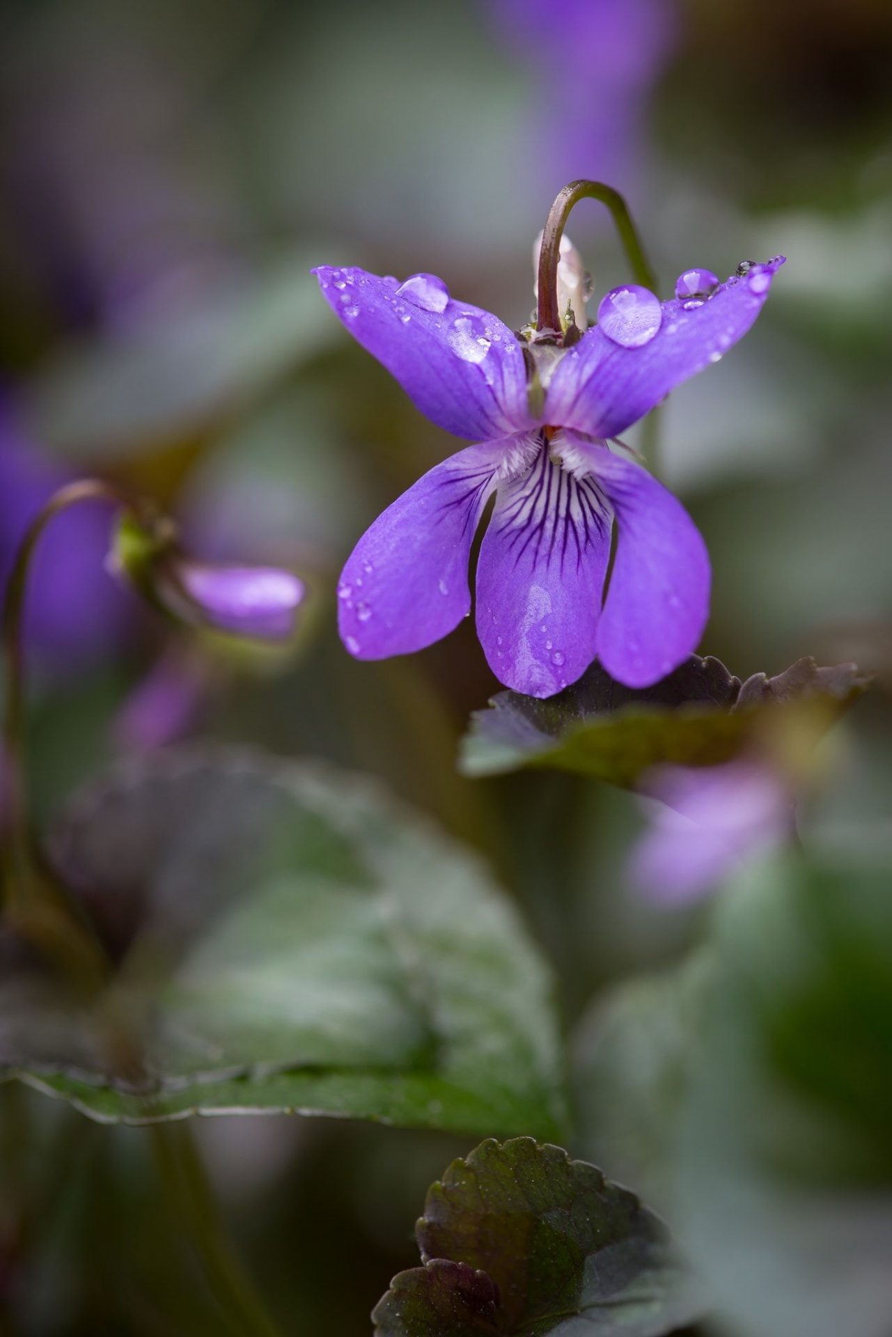 Violet được biết đến là biểu tượng của tình yêu thầm kín và sự nhạy cảm. Hoa này còn mang ý nghĩa của sự thủy chung và hy vọng. Đừng bỏ lỡ cơ hội hiểu thêm về loài hoa tuyệt đẹp này.