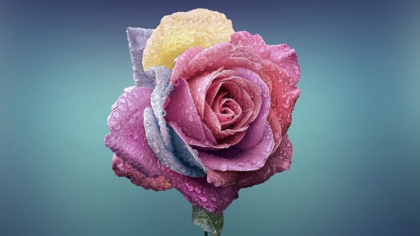 hình nền macbook hoa hồng