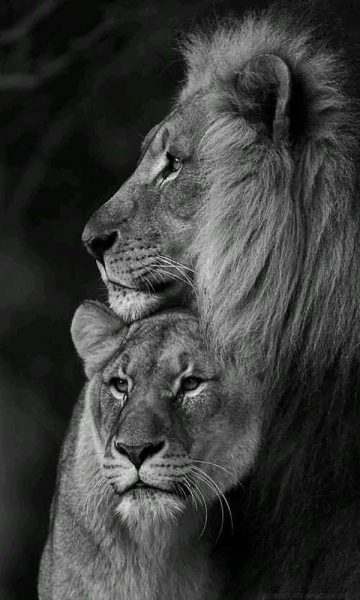 hình nền sư tử đôi đẹp