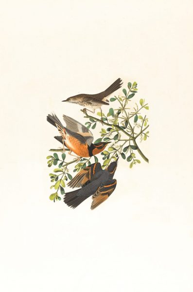 Hình nền tranh vẽ các loài chim đẹp nhất