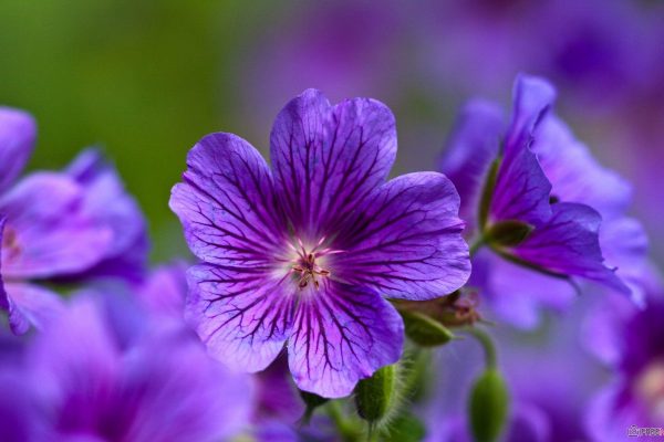hình ảnh ý nghĩa hoa Violet đẹp