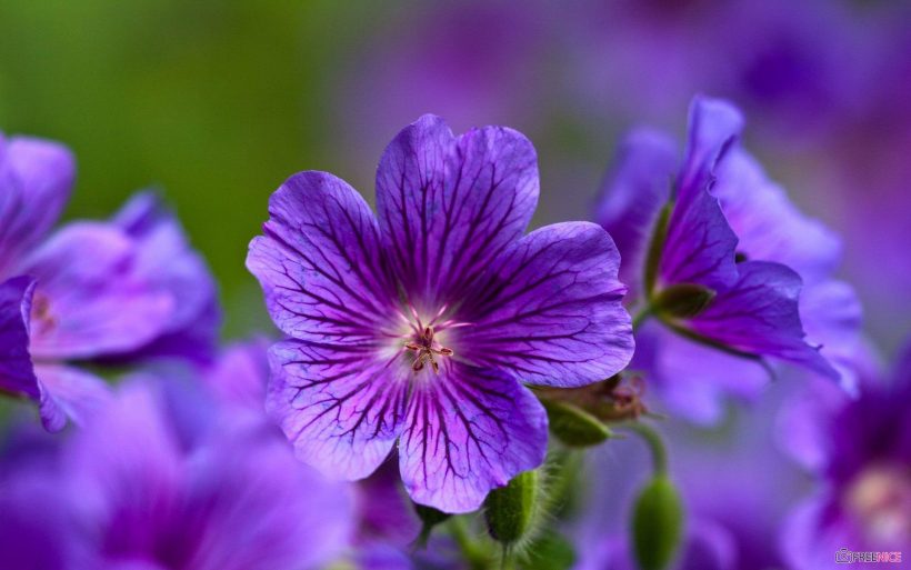 hình ảnh ý nghĩa hoa Violet đẹp
