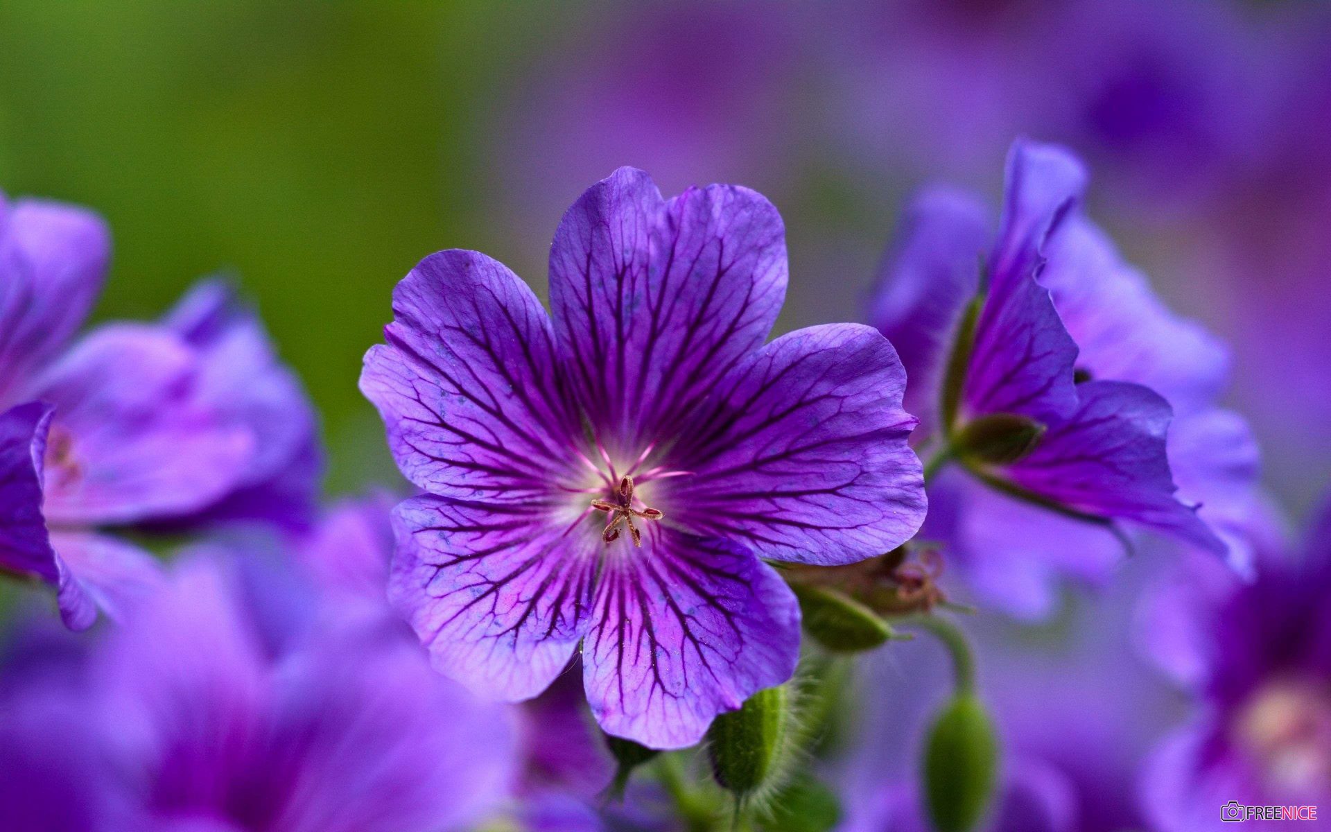 Violet mang ý nghĩa về tình yêu, nên nó thường được đưa vào các bó hoa cưới, và được dùng để tôn vinh tình yêu đích thực. Hãy xem hình ảnh hoa Violet để hiểu rõ hơn về ý nghĩa tuyệt vời của nó!