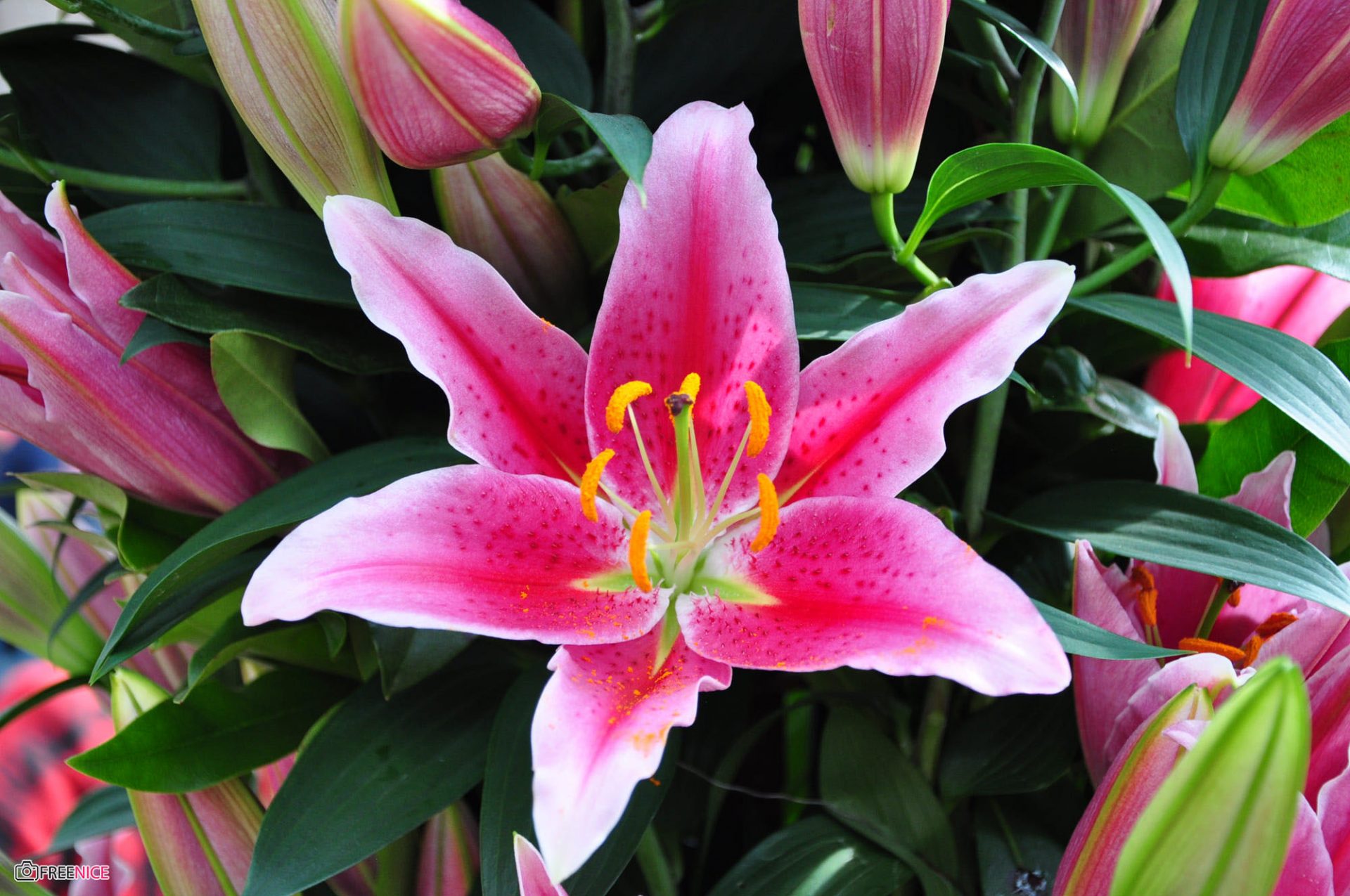 Hình nền Hoa Lily Tươi Hoa Loa Kèn Bông Hoa Hoa Lily Nền Background  Vector để tải xuống miễn phí  Pngtree