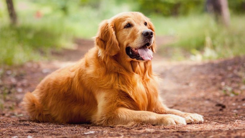 Hình ảnh chó Golden Retriever