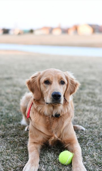 Hình ảnh chó Golden chơi bóng
