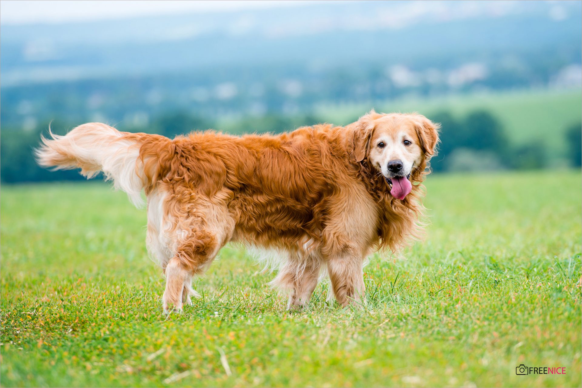 Chó Golden tinh nghịch, đáng yêu và đẹp nhất sẽ mang lại rất nhiều niềm vui và tiếng cười cho gia đình bạn. Họ luôn tìm cách để làm cho bạn cười và tình cảm của chúng sẽ khiến bạn không muốn rời xa chúng.
