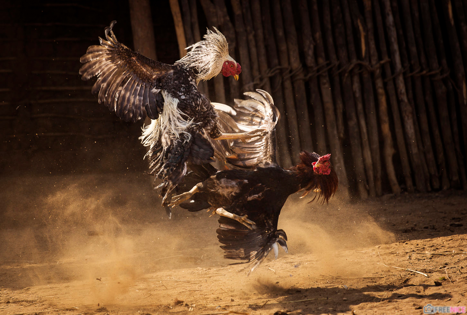 10 điều cực thú vị về con gà trong văn hóa Việt  Báo Quảng Ninh điện tử