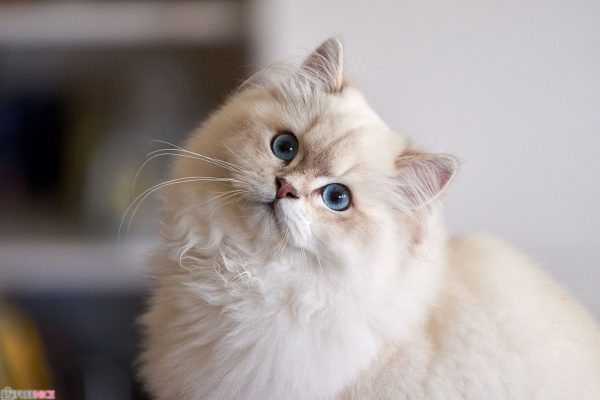 Hình ảnh mèo Ba Tư đẹp