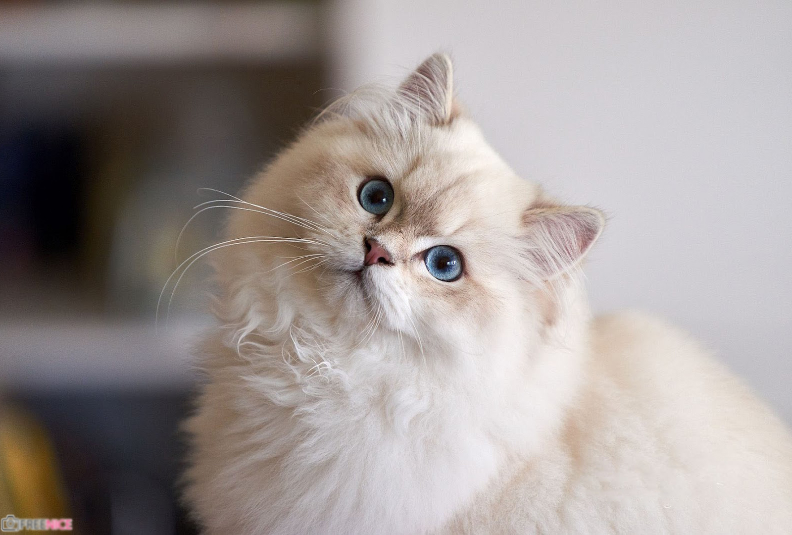 Mèo Ba Tư – Nguồn gốc, đặc điểm, cách nuôi và mức giá mèo Ba Tư