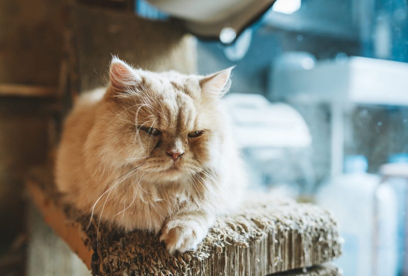 Hình ảnh mèo Ba Tư đẹp béo ú