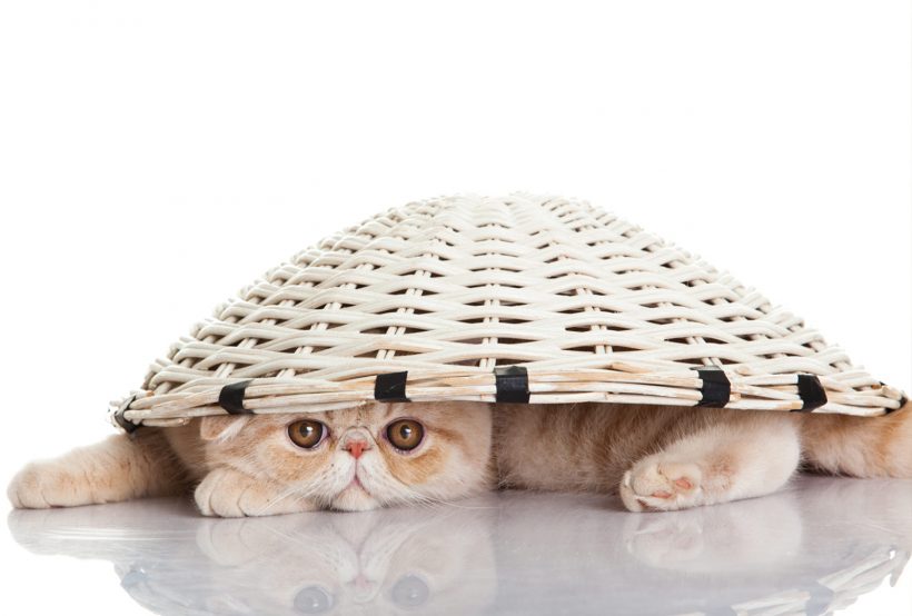 Hình ảnh mèo Ba Tư đẹp hài hước