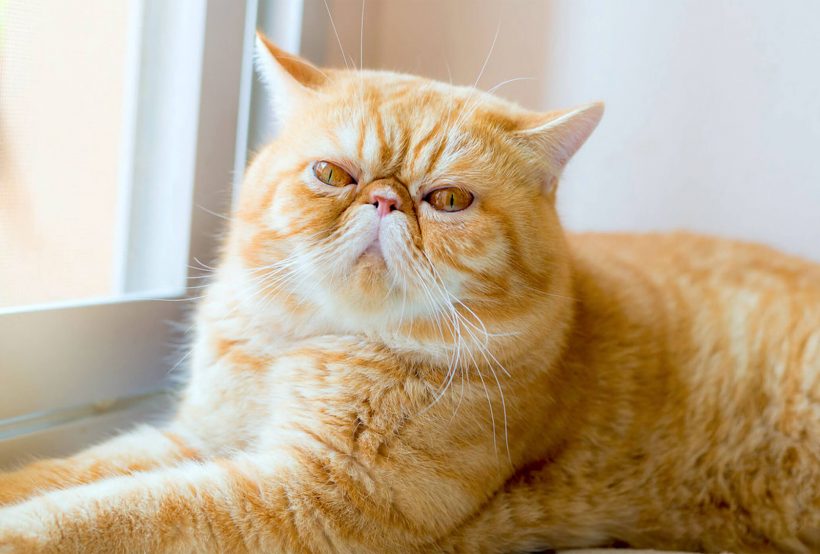 Hình ảnh mèo Ba Tư đẹp mũm mĩm