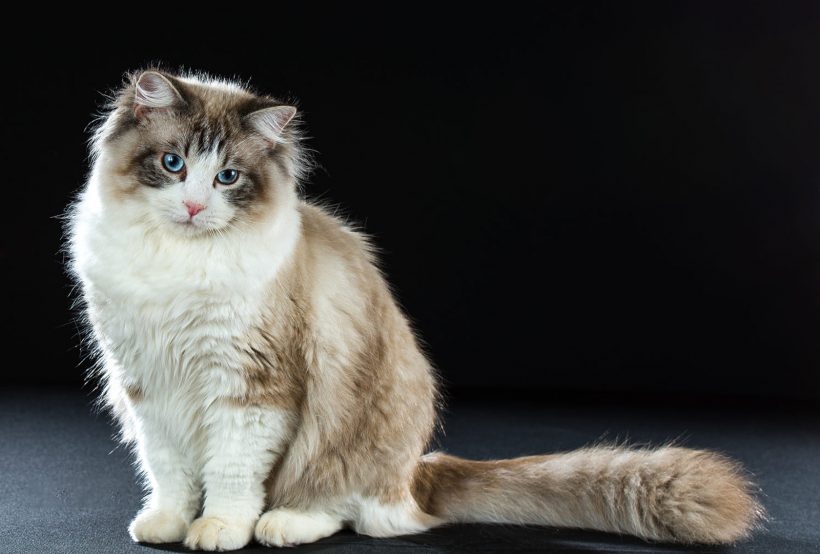 Hình ảnh mèo Ba Tư đẹp nghệ thuật