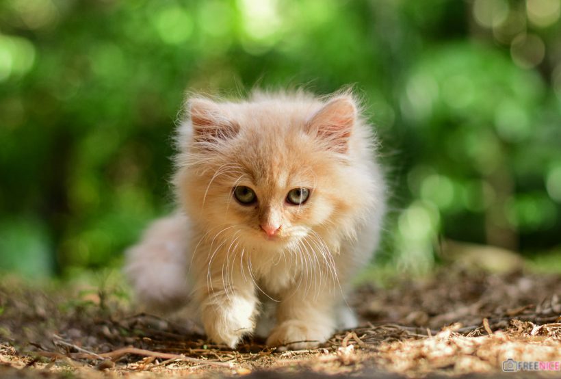 Hình ảnh mèo Ba Tư đẹp xinh xắn