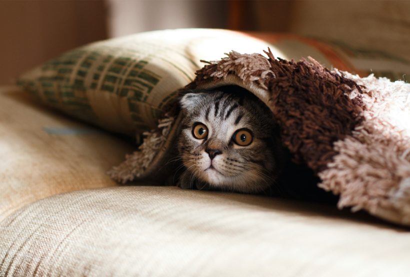 Hình ảnh mèo Tai Cụp đẹp đáng yêu