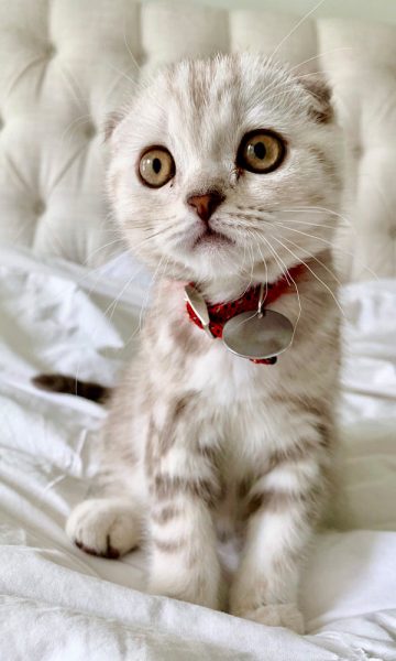 Hình ảnh mèo Tai Cụp đẹp dễ thương