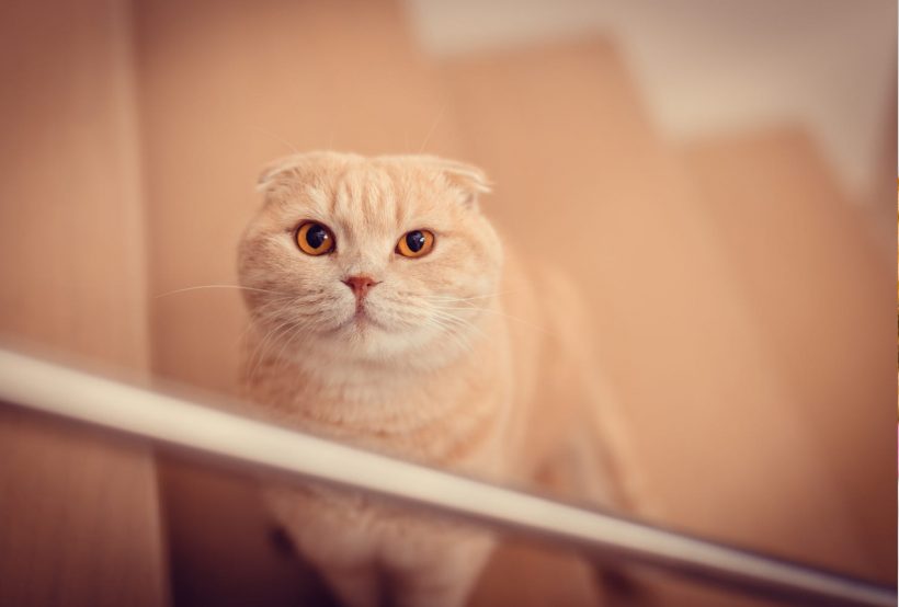 Hình ảnh mèo Tai Cụp đẹp mắt tròn