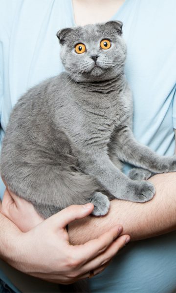 Hình ảnh mèo Tai Cụp đẹp mắt tròn