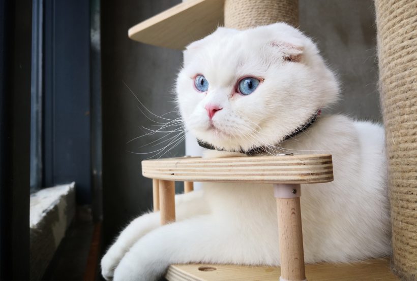 Hình ảnh mèo Tai Cụp đẹp màu trắng
