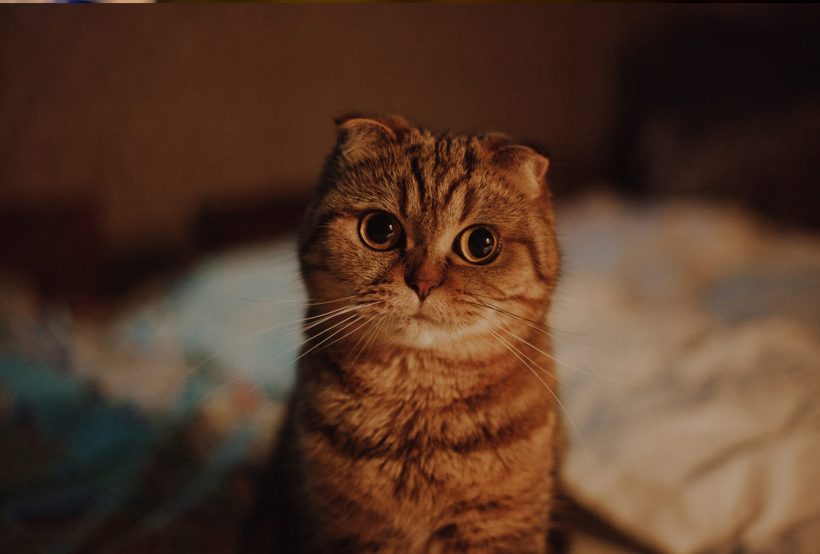 Hình ảnh mèo Tai Cụp đẹp mũm mĩm