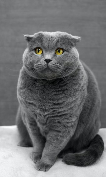 Hình ảnh mèo Tai Cụp đẹp ngây thơ
