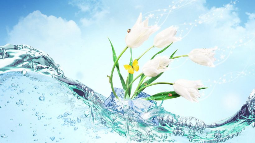 Hình ảnh nước và hoa trắng tinh khiết trong lành