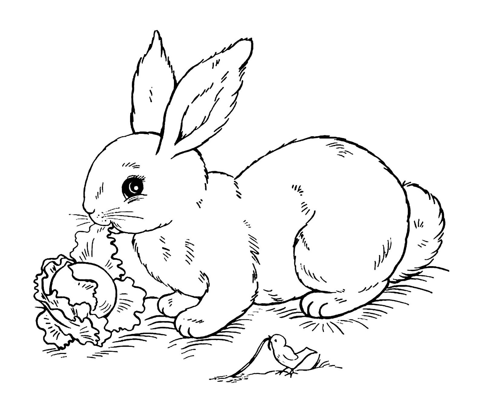 Tranh tô màu con Thỏ dễ thương cho bé tập tô từ dễ đến khó