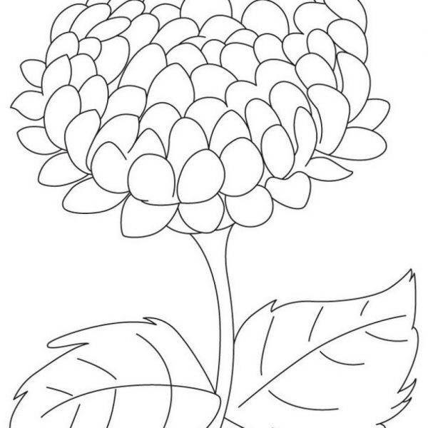Chrysanthemum coloring pages Lovely big chrysanthemum coloring page free big chrysanthemum