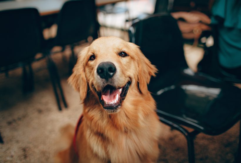 hình ảnh chó Golden cười vui vẻ