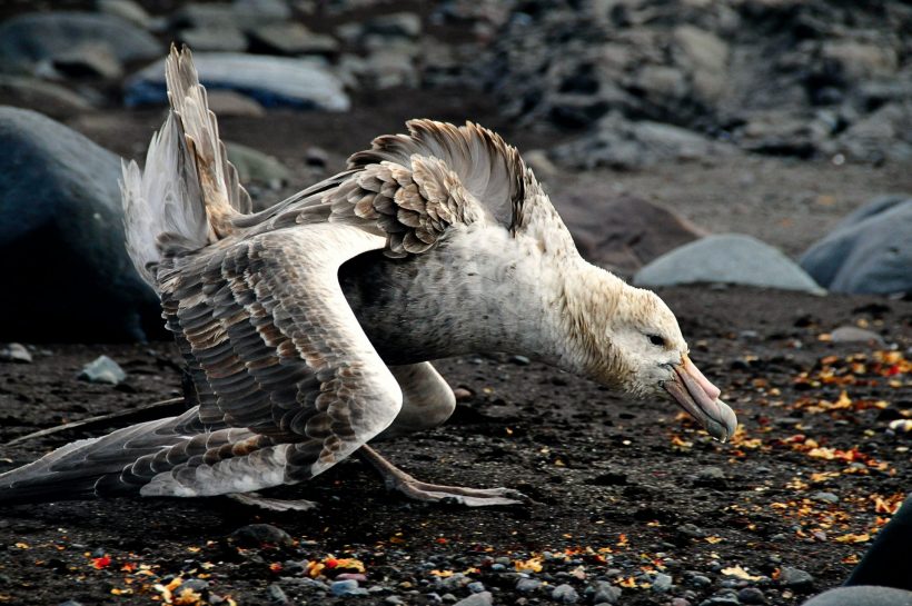 hình ảnh môi trường ô nhiễm ảnh hưởng tới chim biển