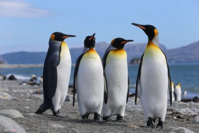 hình ảnh nền chim cánh cụt đẹp
