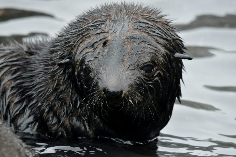 hình ảnh tràn dầu gây ảnh hưởng tới môi trường sống của hải cẩu