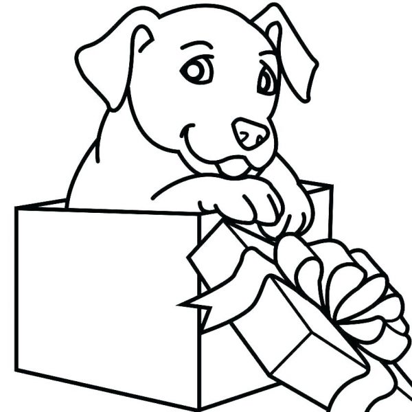 Con chó tô màu và hộp quà